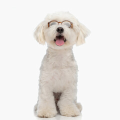 adorable bichon puppy with glasses looking up and sticking out tongue