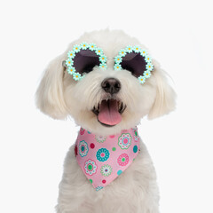 sweet bichon with pink bandana and sunglasses sticking out tongue - obrazy, fototapety, plakaty