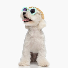 beautiful bichon dog with sunglasses and hat looking up and panting