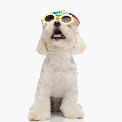 excited little bichon dog with hat and sunglasses looking up and panting