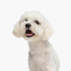 sweet small bichon puppy with tongue exposed looking up and panting