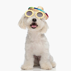 curious bichon dog with hat and glasses looking up and sticking out tongue