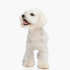 adorable little bichon dog looking to side and showing tongue while walking