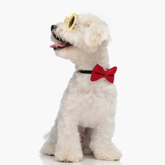 sweet bichon puppy with sunglasses and bowtie looking to side