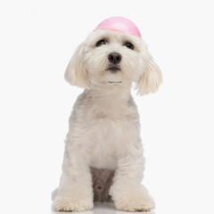 scared little bichon puppy looking up and wearing pink protection helmet