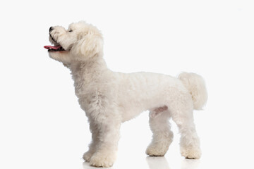 side view of precious little bichon dog sticking out tongue and looking up