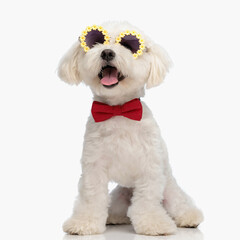 happy little bichon puppy with glasses and bowtie sticking out tongue