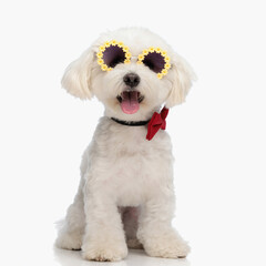 elegant small bichon puppy wearing red bowtie and sunglasses and panting