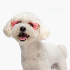 beautiful bichon dog with sunglasses sticking out tongue and panting