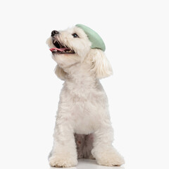 beautiful bichon dog with french beret looking up and panting