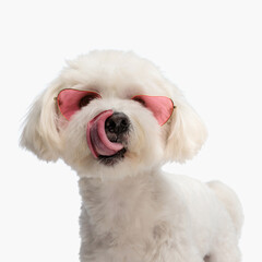 adorable bichon dog with heart sunglasses sticking out tongue and licking nose