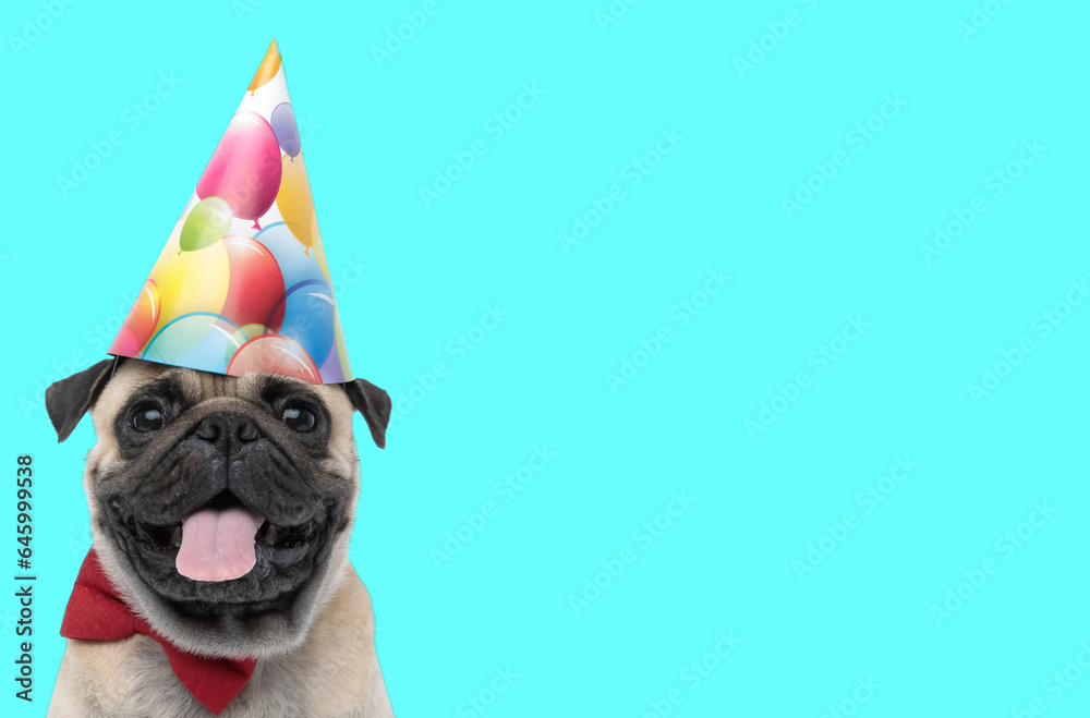 Wall mural pug dog wearing birthday hat and sticking out tongue