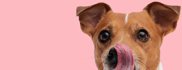 jack russell terrier dog licking his nose - obrazy, fototapety, plakaty