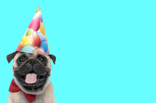 pug dog wearing birthday hat and sticking out tongue