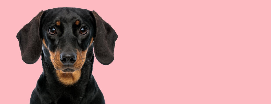 teckel dog hiding his face