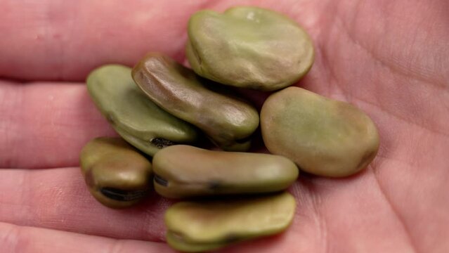 Uncooked dried fava beans in cook hand close up