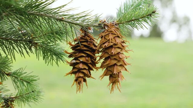 Douglas fir (Pseudotsuga menziesii) evergreen conifer tree with brown cones close up