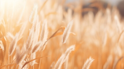 Fototapeta premium A dry grass and summer season, soft golden bokeh background