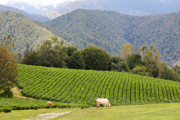 Cows graze in a picturesque meadow against the backdrop of tea plantations and picturesque mountains. Pastoral landscape. Russia, Sochi, Solokhaul.