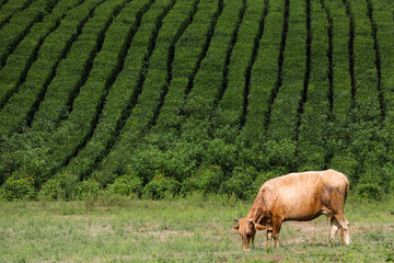 Cows graze in a picturesque meadow against the backdrop of tea plantations and picturesque mountains. Pastoral landscape. Russia, Sochi, Solokhaul.