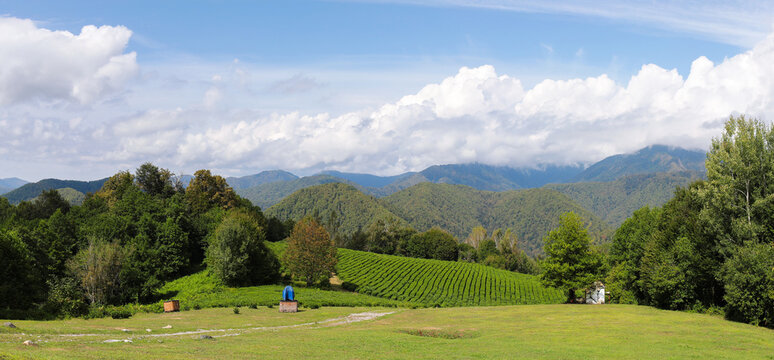 Panorama with tea plantations and baskets of balloons against the backdrop of beautiful mountains. Solokhaul, Sochi, Russia. 