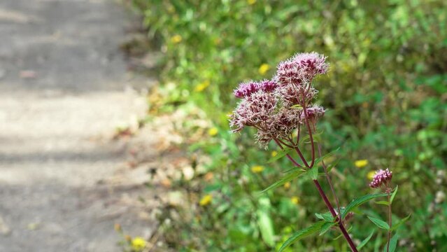 Eupatorium cannabinum flowering plant, hemp-agrimony or holy rope flower in wild nature