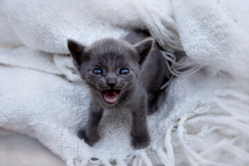 The little cat meows. Gray beautiful fluffy kitten. The cat asks for food. Kitten head on a white background. Portrait of a kitten on a white background.