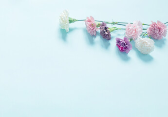 carnation flowers on green paper  background