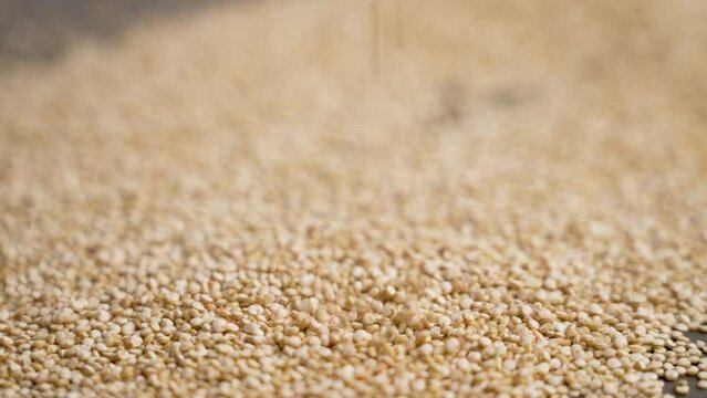 Raw white gluten free quinoa grains falling in slow motion closeup