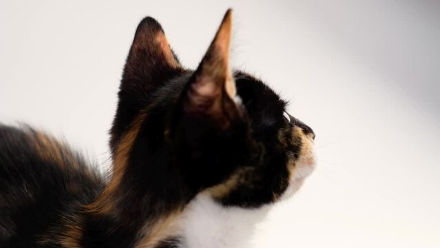 Playful curious tortoiseshell kitten close up on a white. Interesting young multicolor cat