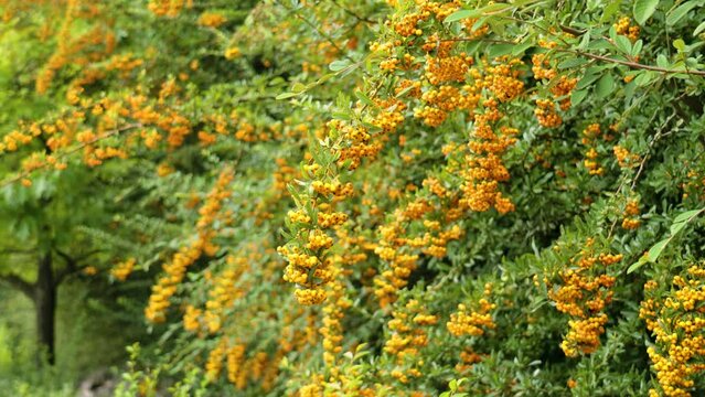 Orange seasonal berries of Firethorn or Pyracantha bush in autumn