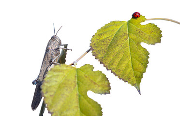 A grasshopper on a leaf