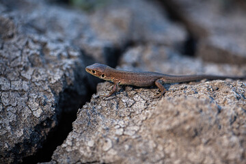 A picture of a brown lizard on a dry ground looking for water because of the great heat the river is dry.