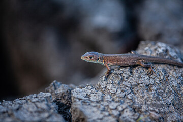 A brown lizard on a dry field looking for water.