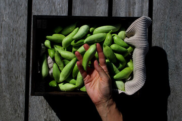 Women holding freshly picked gourd in her hand above the wooden box