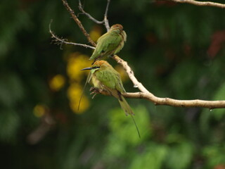   Pair of Asian Green Bee eater Bird 
