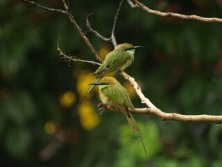   Pair of Asian Green Bee eater Bird 