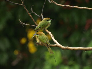   Pair of Asian Green Bee eater Bird 