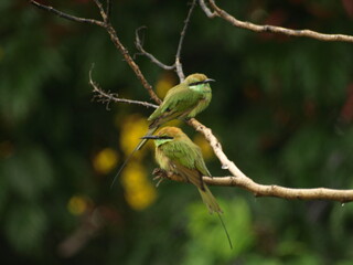   Pair of Asian Green Bee eater Bird 