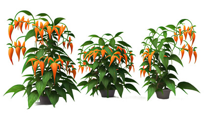 Pyrostegia Venusta creeper plants 3d render, transparent background, png cutout