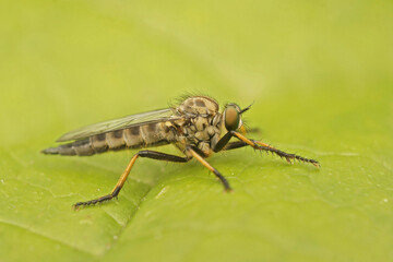 Detailed closeup on a predator common awl robberfly Neoitamus cyanurus sitting on a green leaf