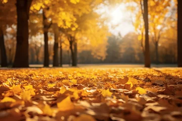 Fotobehang Autumn landscape with golden trees in the park on a sunny day. An atmosphere of calm. Beautiful autumn blurred background. Yellow leaves on the ground, a carpet of fallen leaves. Copy space. © Marina_Nov