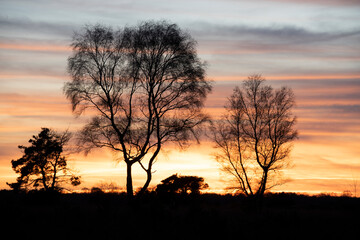 sunset with clouds and silhouette trees