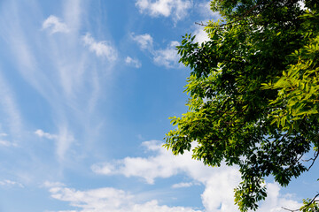 北海道の夏の空