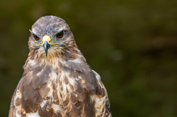 Portrait of a brown bird of prey