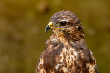 Portrait of a brown bird of prey