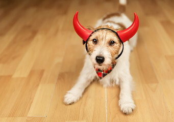 Cute funny happy jack russell terrier halloween pet dog in devil costume