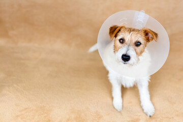 Cute healthy recovering dog wearing funnel collar. Protection after spaying surgery.