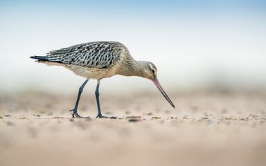 Bar-tailed Godwit, Limosa lapponica, bird feeding on the beach at low tide