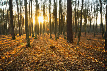 The sun behind the trees in the autumn forest